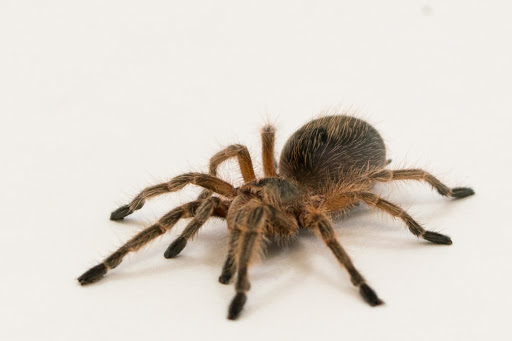 Pet Supply Store «Arcata Pet», reviews and photos, 600 F St #6, Arcata, CA 95521, USA