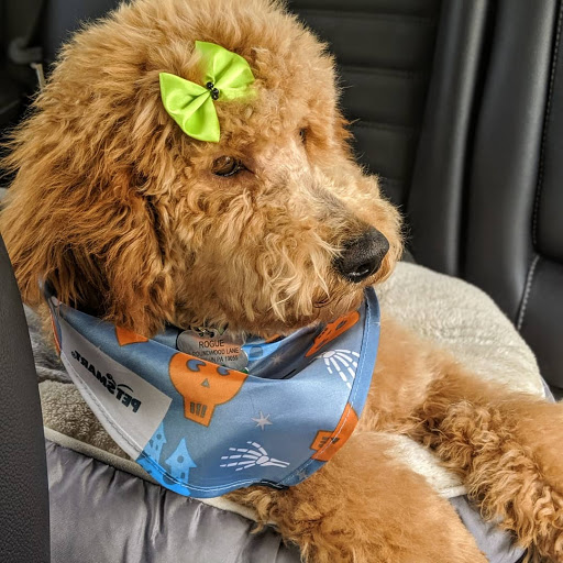 Pet Supply Store «PetSmart», reviews and photos, 157 Levittown Pkwy B, Levittown, PA 19055, USA