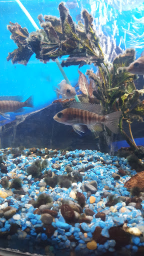 Tropical Fish Store «Delta Pet Center LLC», reviews and photos, 1370 Corporate Square Blvd, Slidell, LA 70458, USA