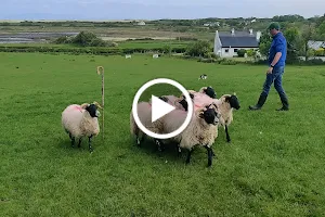 Atlantic Sheepdogs image