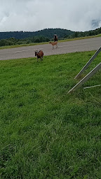 Photo n°139 de Ferme Auberge du Grand Ballon à Willer-sur-Thur ()
