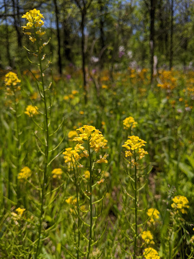 Nature Preserve «Burns-Stokes Preserve», reviews and photos, Zeeb Rd, Dexter, MI 48130, USA