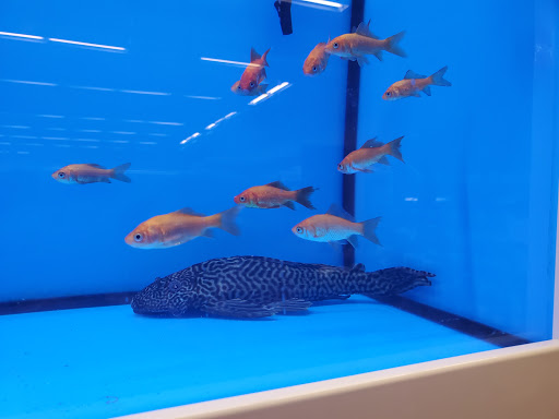 Pet Supply Store «Petco Animal Supplies», reviews and photos, 187 Stonebrook Pl, Jackson, TN 38305, USA