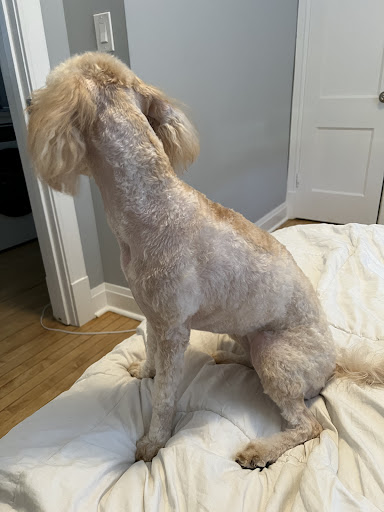 Pet Supply Store «Doggy Style Pet Shop», reviews and photos, 2023 W Division St, Chicago, IL 60622, USA