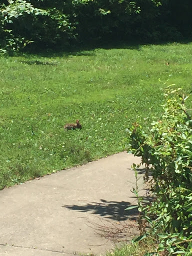 Golf Course «The Meadows at Middlesex Golf Course», reviews and photos, 70 Hunters Glen Dr, Plainsboro Township, NJ 08536, USA