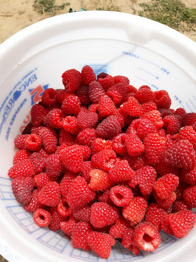 Produce Market «Boones Ferry Berry Farms», reviews and photos, 19602 NE Boones Ferry Rd, Hubbard, OR 97032, USA