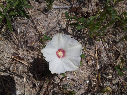 Park «Boston Hill Park», reviews and photos, 777 S Central Ave, Oviedo, FL 32765, USA