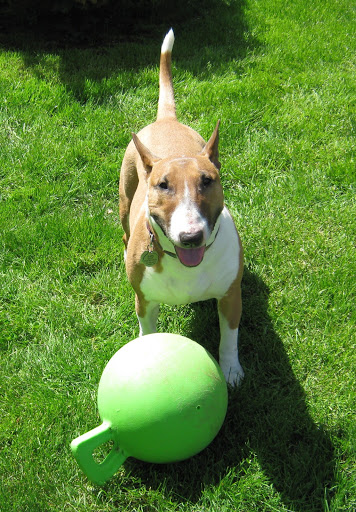 Pet Store «All About Pets LLC», reviews and photos, 52567 Columbia River Hwy, Scappoose, OR 97056, USA