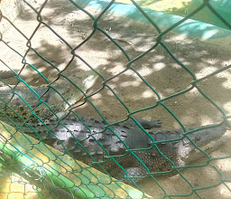 Área de Cocodrilos y Tortuguero photo