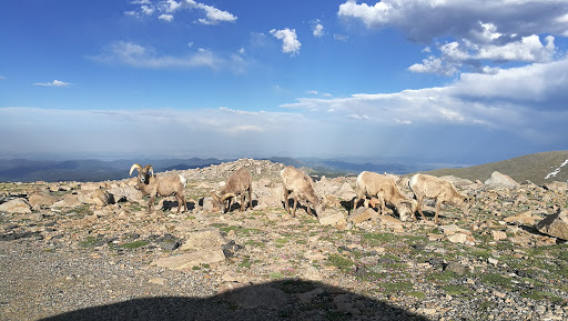 Nature Preserve «Mount Goliath Natural Area», reviews and photos, Mt Evans Rd, Evergreen, CO 80439, USA