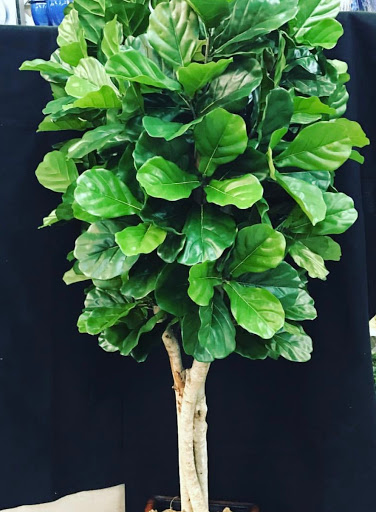 Florist «Flower City Florist», reviews and photos, 917 N Federal Hwy, Fort Lauderdale, FL 33304, USA