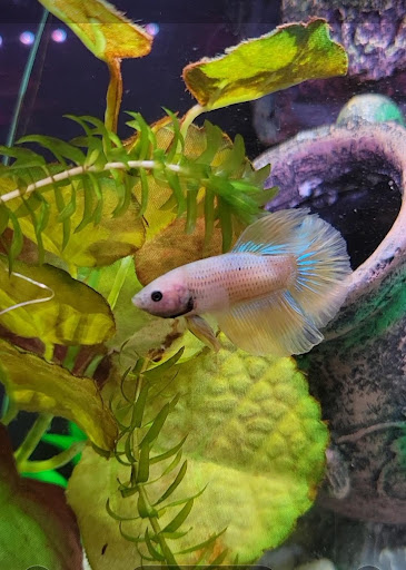 Pet Supply Store «PetSmart», reviews and photos, 3096 N Eastman Rd, Longview, TX 75605, USA