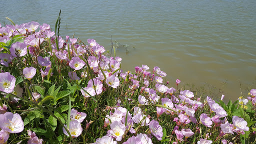 Park «Hoblitzelle Park», reviews and photos, 7500 Red River Dr, Plano, TX 75025, USA