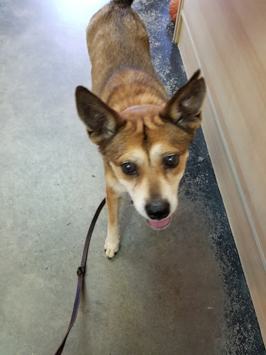 Pet Supply Store «Mom & Pups Inc», reviews and photos, 800 Whitlock Ave NW #104, Marietta, GA 30064, USA