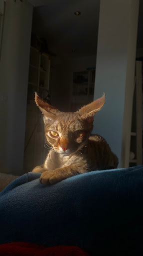 Vetercan en Pedreguer