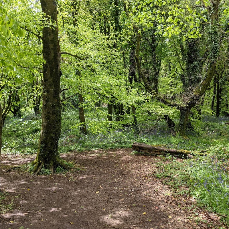 Ballyannan Woods - Midleton Forest