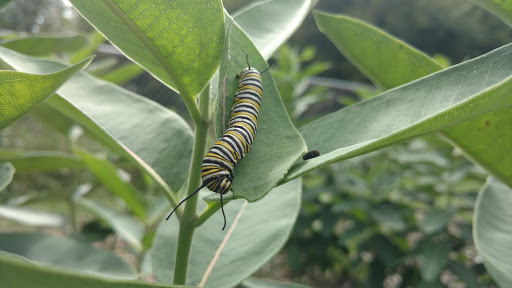 Dog Park «St. Anthony Parkway Off-Lease Dog Park», reviews and photos, 700 St Anthony Pkwy, Minneapolis, MN 55418, USA