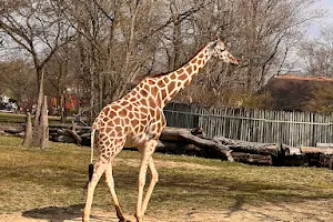 Habitat Africa! The Savannah image