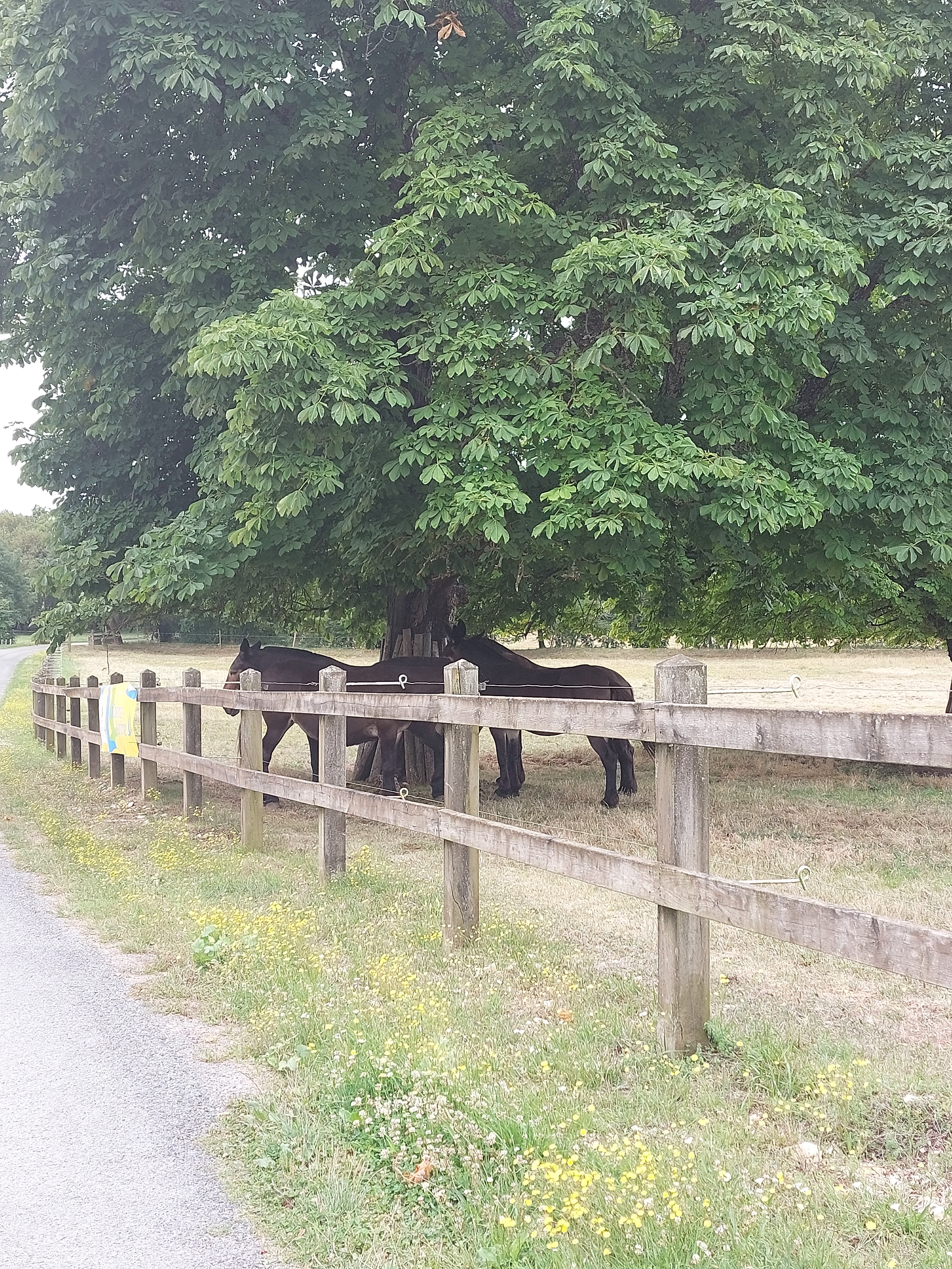 Photo n° 5 de l'avis de Isabelle.o fait le 16/07/2023 à 19:00
