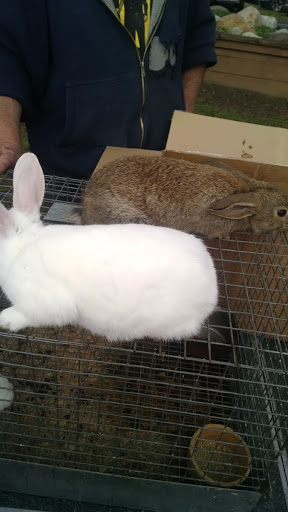 Flea Market «Armada Flea Market», reviews and photos, 25381 Armada Ridge Rd, Richmond, MI 48062, USA