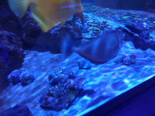 Tropical Fish Store «Salty Fish Aquariums», reviews and photos, 5535 Brewster St, San Antonio, TX 78233, USA