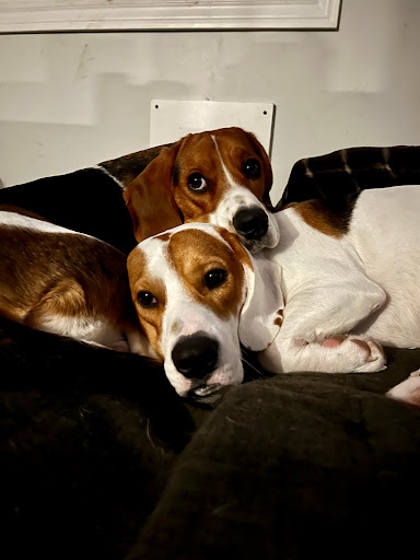Hickson Veterinary Svc image