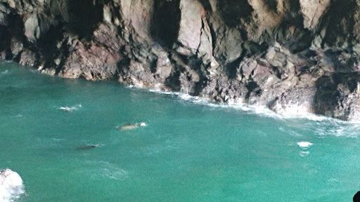 Tourist Attraction «Sea Lion Caves», reviews and photos, 91560 US-101, Florence, OR 97439, USA