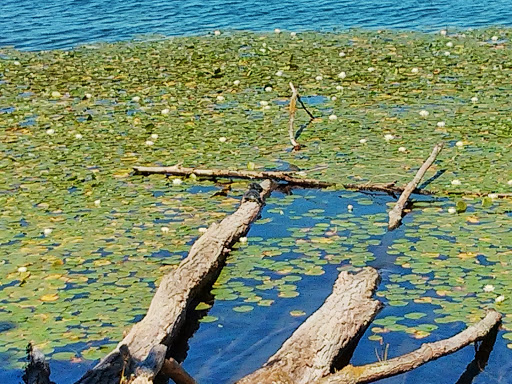 Park «Seward Park», reviews and photos, 5900 Lake Washington Blvd S, Seattle, WA 98118, USA