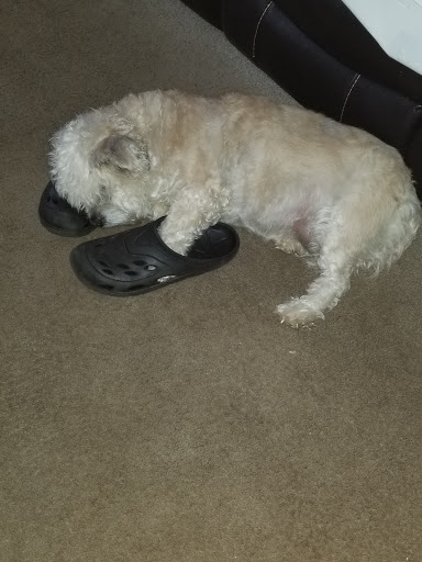 Pet Supply Store «AARF Pet Central», reviews and photos, 6570 James B Rivers Memorial Dr, Stone Mountain, GA 30083, USA