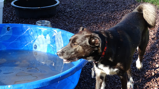 Dog Trainer «Awesome Dawgs Dog Training LLC», reviews and photos, 3052 Pricetown Rd, Temple, PA 19560, USA