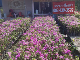 แหวว เฟื่องฟ้า