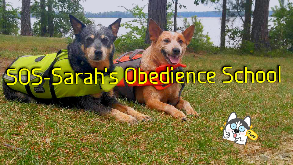 "SOS" Sarah's Obedience School