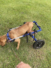 Helping Paws Pet Care - Photo 1 - Car repair in , Fayetteville