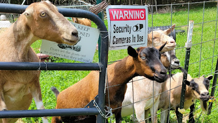 Knotty Goat Farm