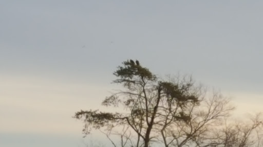 Nature Preserve «Maurice River Bluffs Preserve», reviews and photos, Silver Run Rd, Millville, NJ 08332, USA