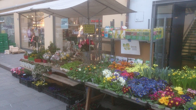 Rezensionen über Hotz Gärtnerei AG in Wettingen - Blumengeschäft