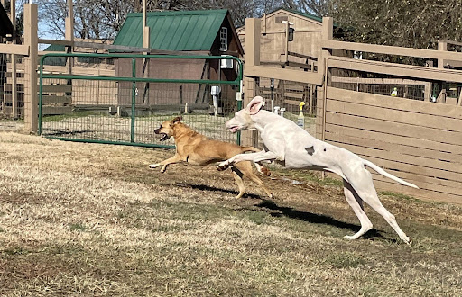 Advance Holistic Dog