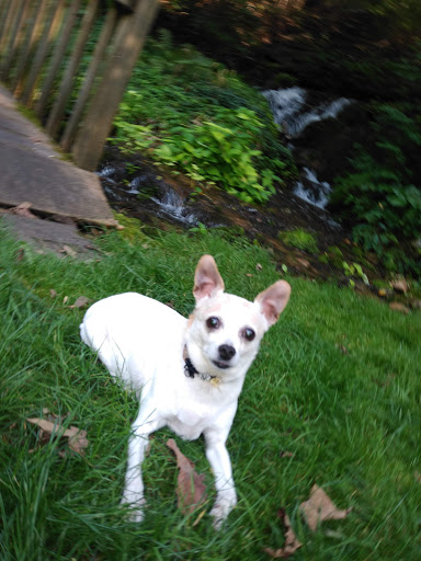 Pet Supply Store «Fetch Pet Supplies & Gifts», reviews and photos, 1332 E Republic Rd, Springfield, MO 65804, USA