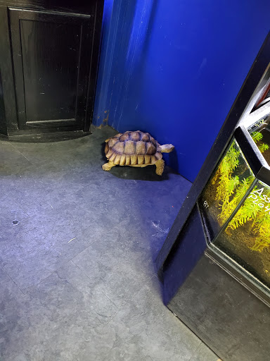 Pet Store «Petland», reviews and photos, 415 Mary Esther Cut Off NW G, Fort Walton Beach, FL 32548, USA