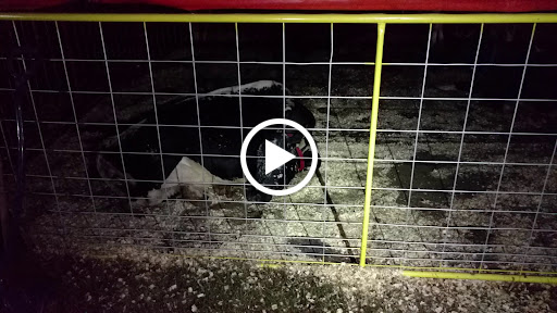 Museum «Queens County Farm Museum», reviews and photos, 73-50 Little Neck Pkwy, Queens, NY 11004, USA