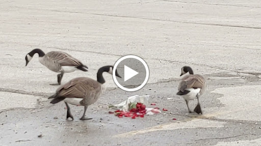 Supermarket «ALDI», reviews and photos, 1345 W North Ave, Melrose Park, IL 60160, USA