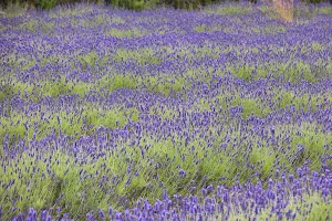 Jersey Lavender Ltd image