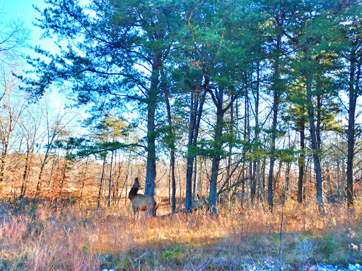 Nature Preserve «Elk and Bison Prairie», reviews and photos, Elk & Bison Prairie Rd, Golden Pond, KY 42211, USA