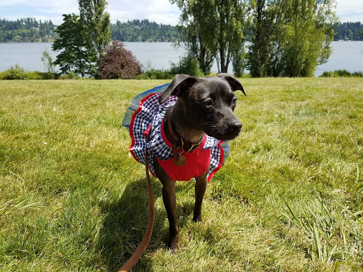 Park «Luther Burbank Park», reviews and photos, 2040 84th Ave SE, Mercer Island, WA 98040, USA