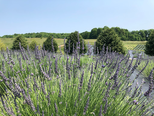 Lavender Hill Farm image 3