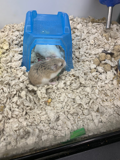 Pet Store «Pet Haven», reviews and photos, 37396 Van Dyke, Sterling Heights, MI 48312, USA