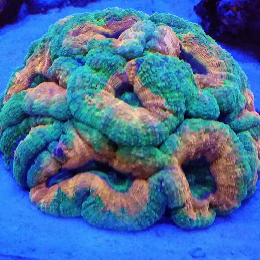 Pet Store «Tanks A Lot Aquariums», reviews and photos, 6680 Lantana Rd, Lake Worth, FL 33467, USA