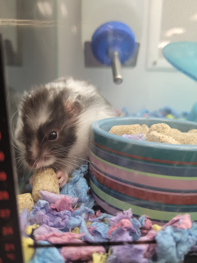 Pet Supply Store «Petco Animal Supplies», reviews and photos, 1951 N Military Trl c, West Palm Beach, FL 33409, USA