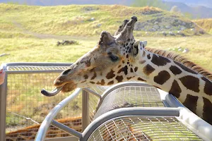 The Living Desert Zoo and Gardens image