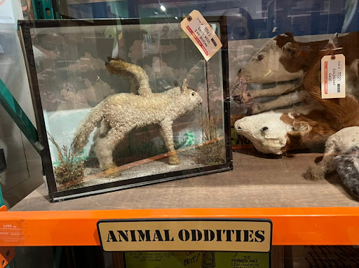 Museum «SKELETONS: Museum Of Osteology», reviews and photos, 8441 International Dr Suite 250, Orlando, FL 32819, USA